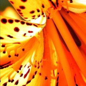 Meet your Posher, Jeannie